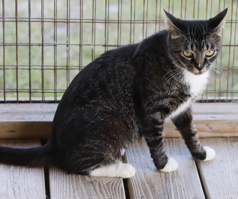 Clover Csc thumbnail 2