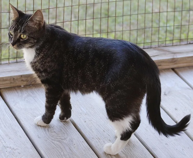 Clover Csc thumbnail 3