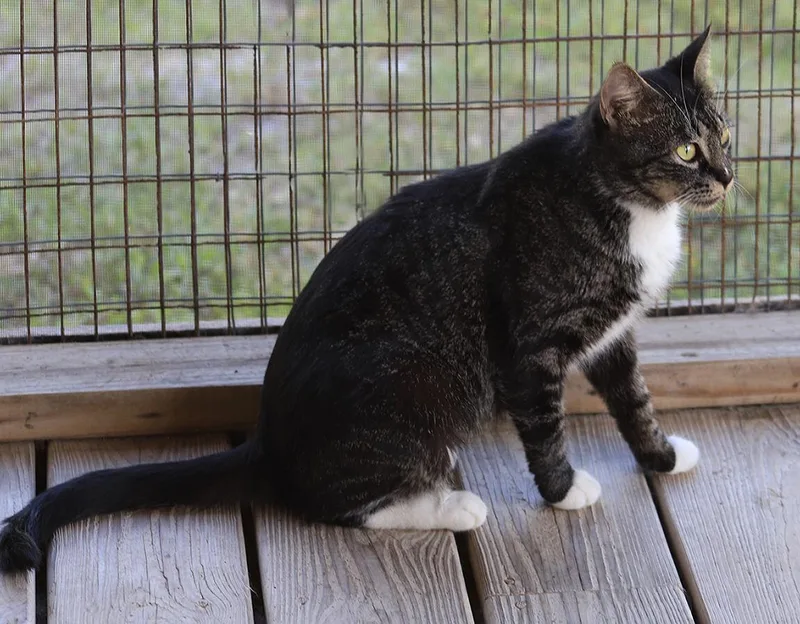 Clover Csc thumbnail 4