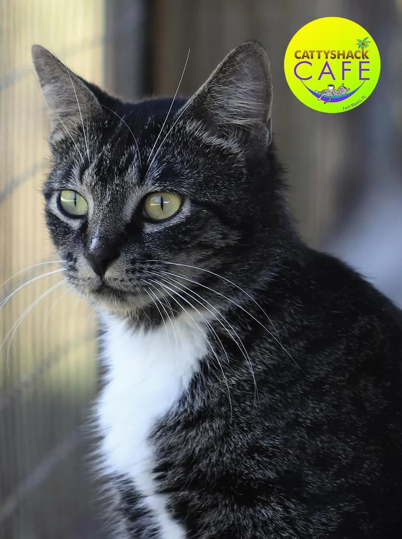 Clover Csc thumbnail 5