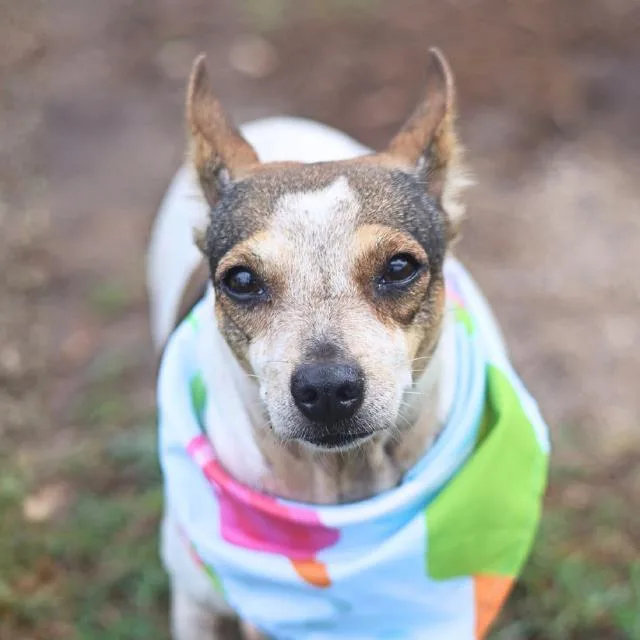 An adult small-sized female Chihuahua dog named Beth for adoption in San Antonio, TX