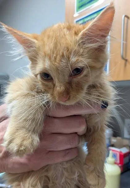 A young small-sized male Domestic Medium Hair cat named Rolo for adoption in Missoula, MT