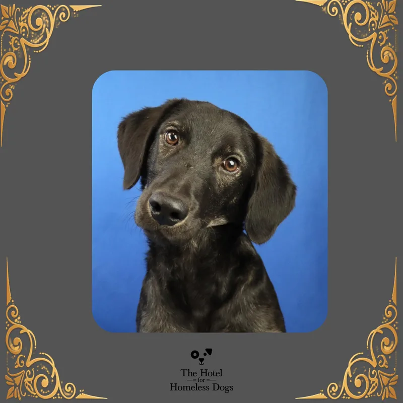 A young medium-sized male Black Standard Poodle dog named Graham for adoption in Cumberland, RI