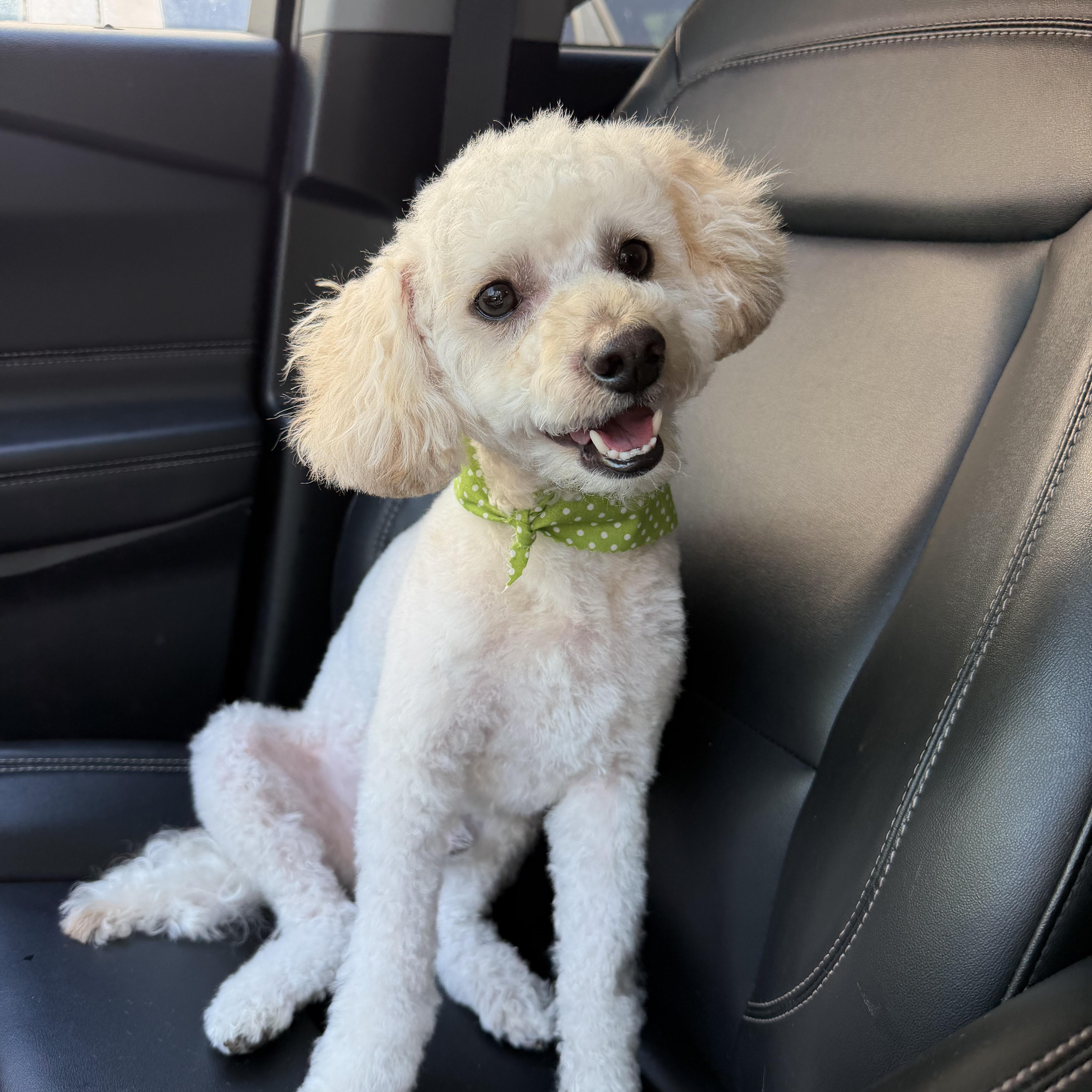 Benji