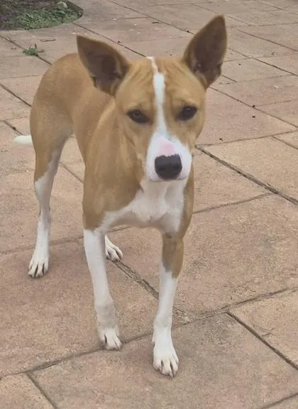 A young medium-sized female Portuguese Podengo dog named Precious for adoption in Shreveport, LA