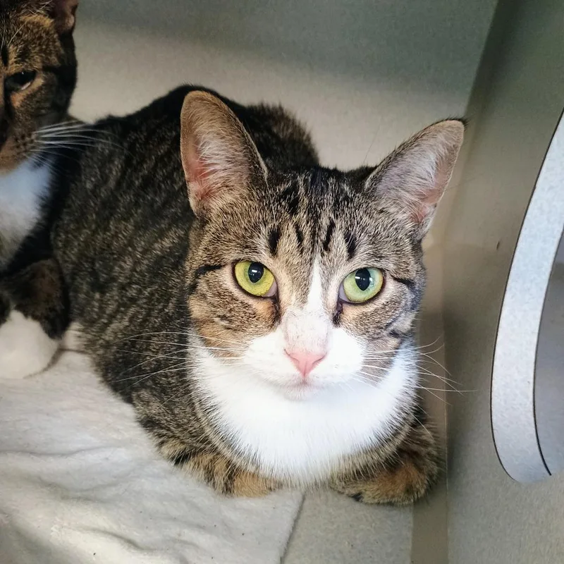 A young medium-sized female Domestic Short Hair cat named Lola for adoption in Davenport, IA
