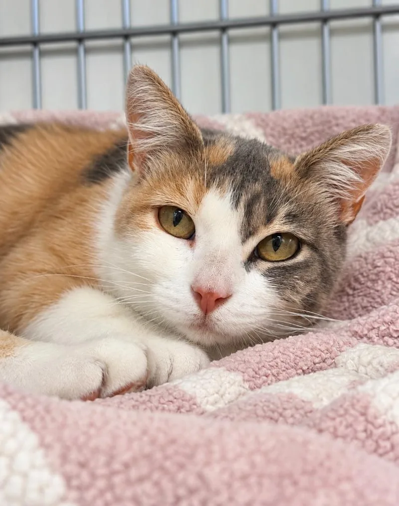 Dolly Purrton