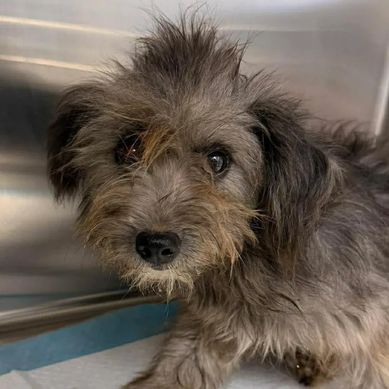 A young small-sized female Gray / Blue / Silver Poodle dog named Kate for adoption in Bastrop, TX