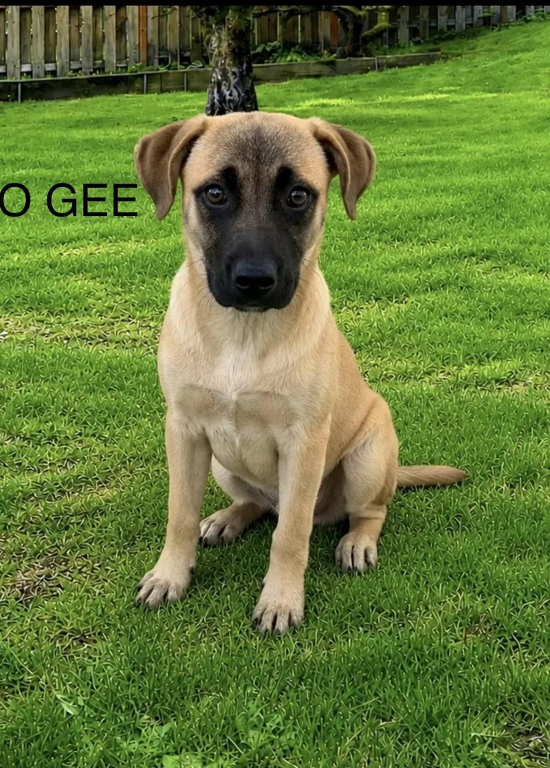 A baby medium-sized female Black Mouth Cur dog named Ogee for adoption in Toms River, NJ
