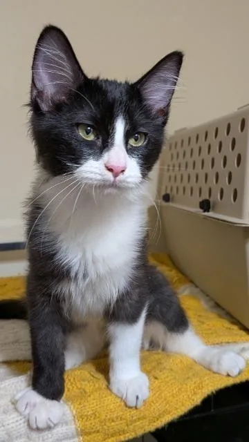 Sylvester