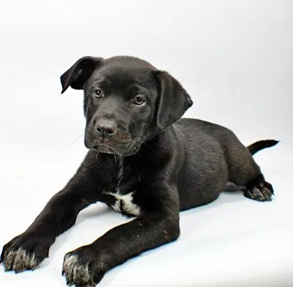 A baby large-sized male Flat-Coated Retriever dog named Patrick for adoption in Morton Grove, IL