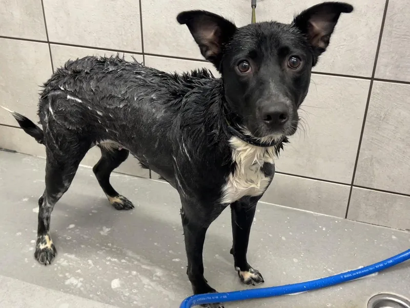 A baby large-sized female Border Collie dog named Mya for adoption in St. Louis, MO