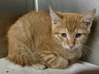 A young small-sized male Domestic Short Hair cat named CA Travis for adoption in Glen Allen, VA