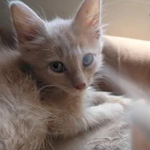 A baby medium-sized male Buff / Tan / Fawn Domestic Medium Hair cat named Elf for adoption in Ocean Isle Beach, NC