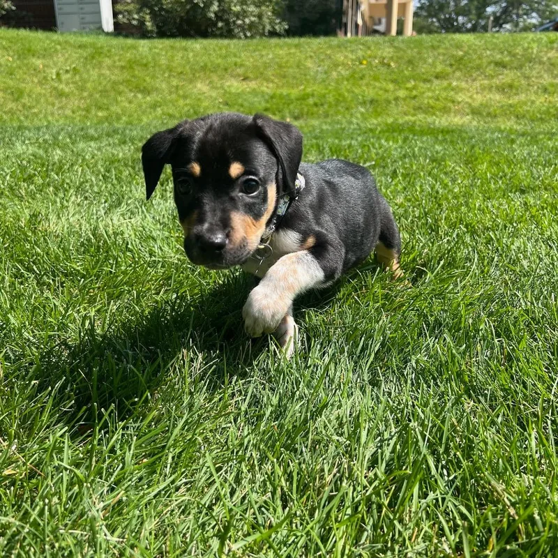 Daisy thumbnail 3