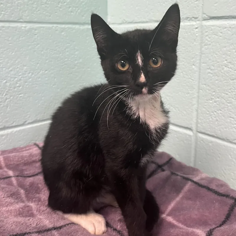 A baby small-sized male Black Domestic Short Hair cat named Chekov for adoption in Spruce Pine, NC