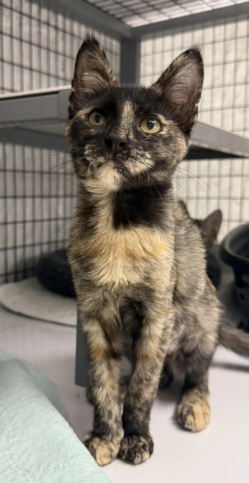 A young medium-sized female Domestic Short Hair cat named Ellis for adoption in Satellite Beach, FL
