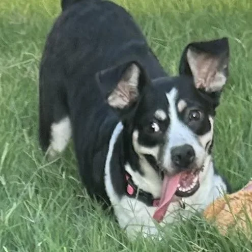 Banji