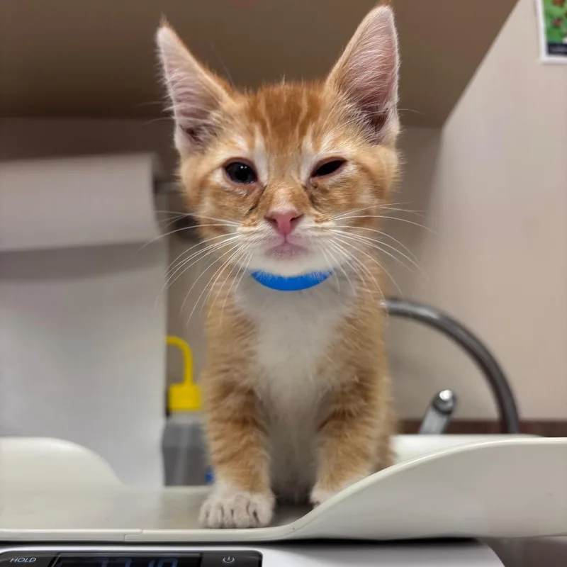 A baby small-sized male Orange / Red Domestic Short Hair cat named Mbappe for adoption in Santa Barbara, CA