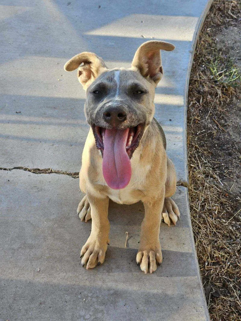 Baroness thumbnail 2