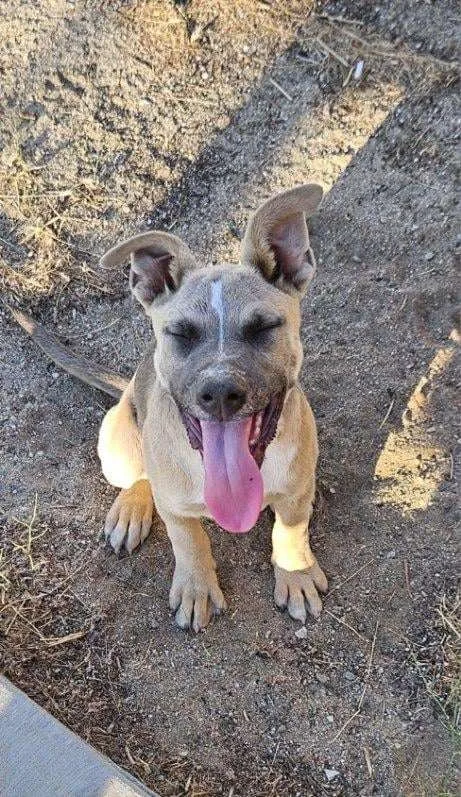 Baroness thumbnail 3