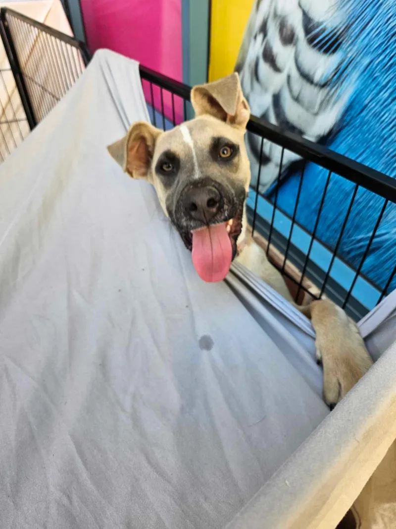 Baroness thumbnail 4