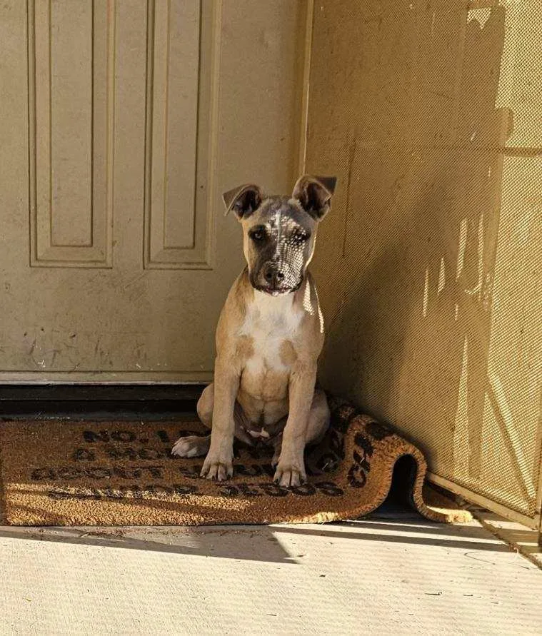 Baroness thumbnail 5