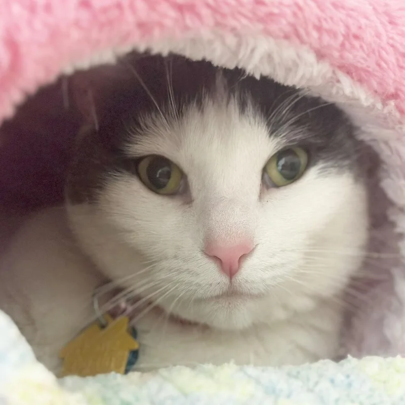 An adult small-sized female Domestic Short Hair cat named Tofu for adoption in Port Washington, NY