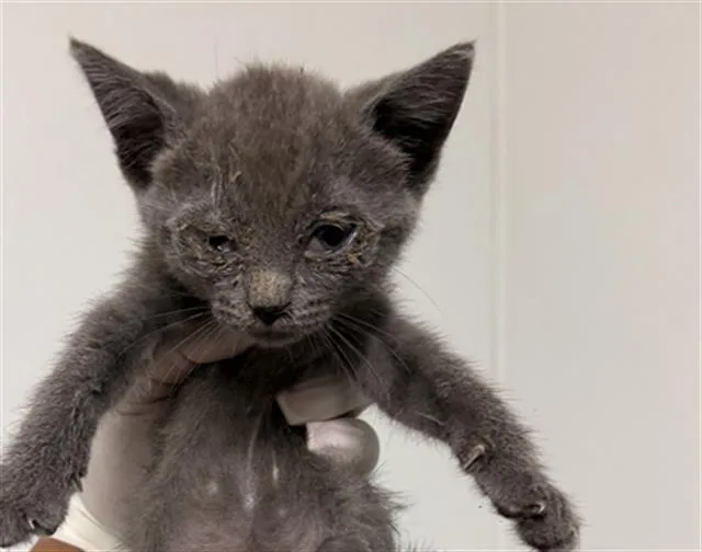 A baby small-sized female Domestic Short Hair cat named Anastacia for adoption in Bakersfield, CA