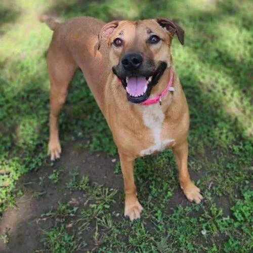 An adult medium-sized female Labrador Retriever dog named Hazel for adoption in Broken Arrow, OK