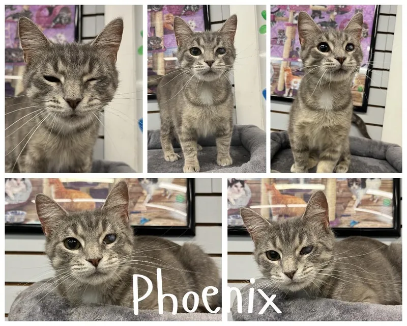 Phoenix indooroutdoor
