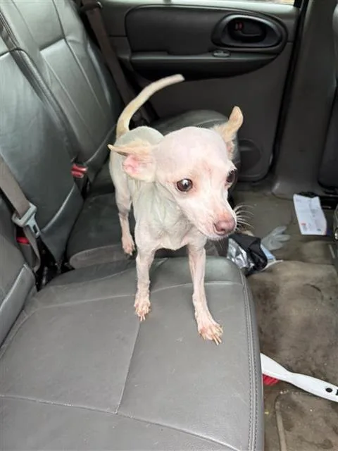 A young small-sized male Chihuahua dog named Concha for adoption in San Antonio, TX