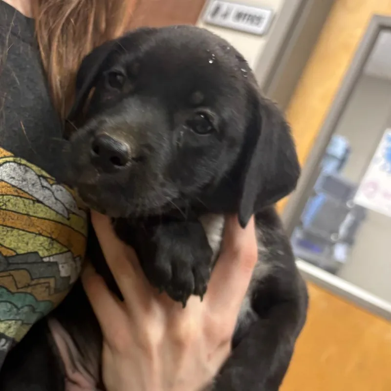 A baby small-sized male Black Labrador Retriever dog named Evergreen U for adoption in Tupelo, MS