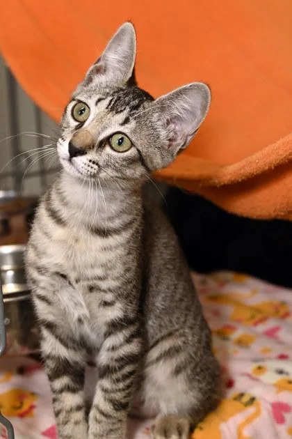 A young small-sized female Domestic Short Hair cat named Juniper for adoption in Baton Rouge, LA