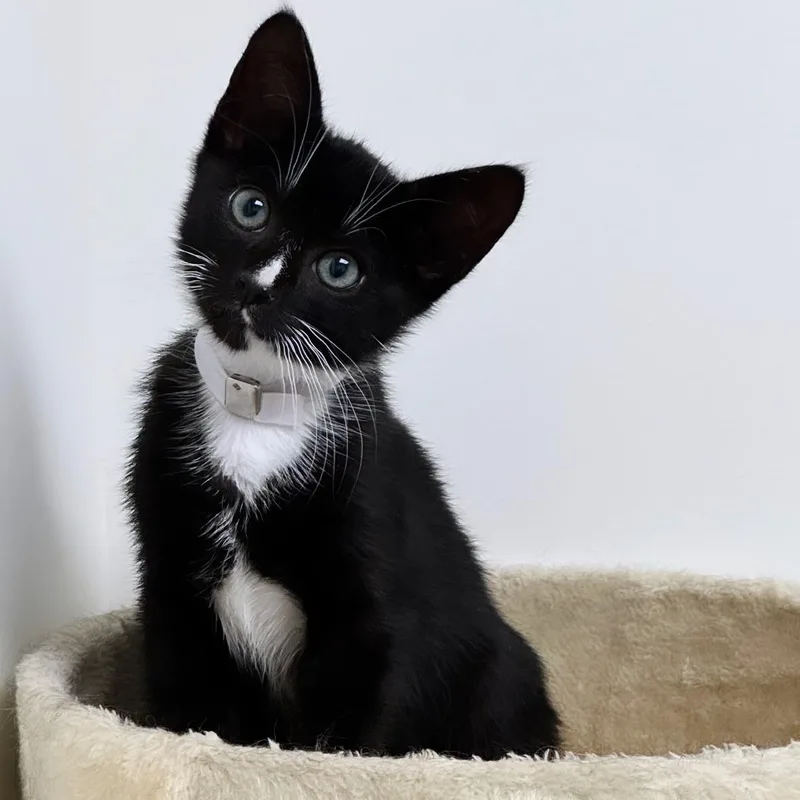 A young small-sized male Black & White / Tuxedo Domestic Short Hair cat named Rascal for adoption in Syosset, NY