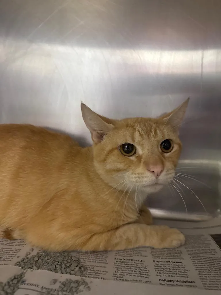 Garfield