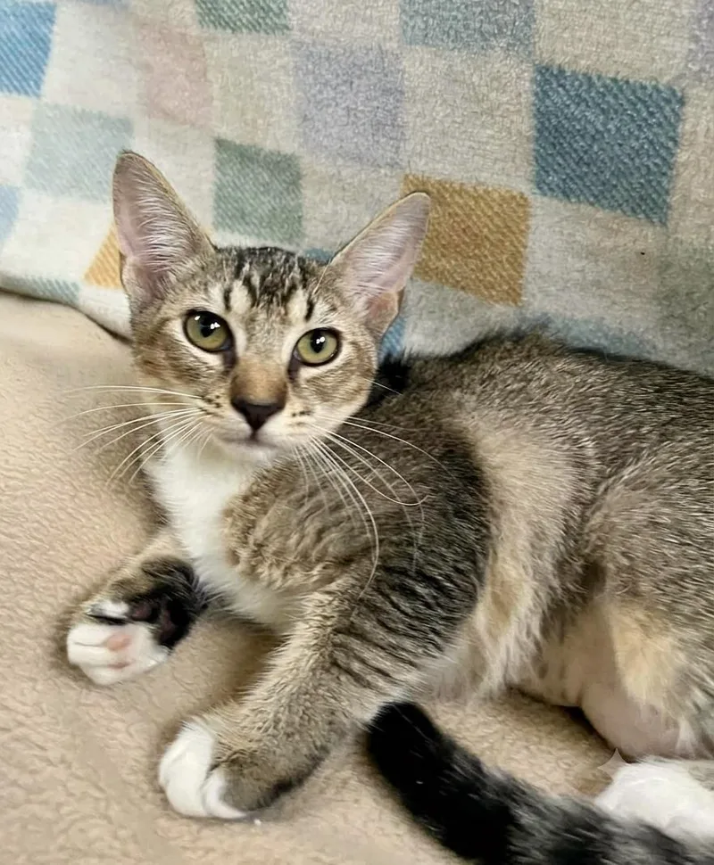 A baby medium-sized female Tabby (Buff / Tan / Fawn) Tabby cat named Artemis Sweet brown for adoption in Gulfport, MS