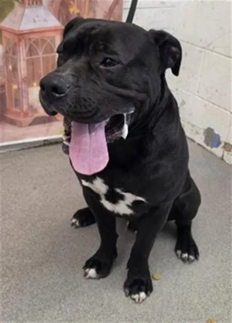 A young large-sized male Pit Bull Terrier dog named Spike for adoption in San Bernardino, CA