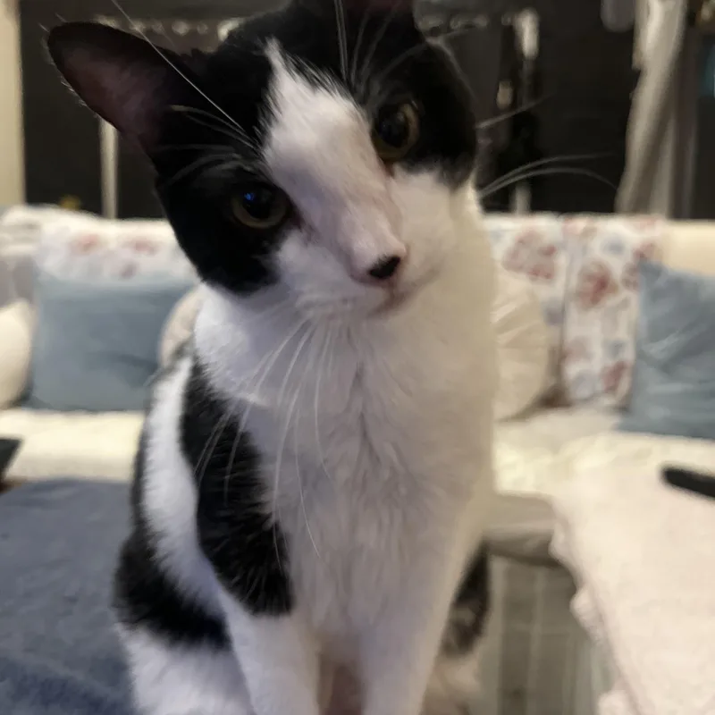 An adult medium-sized female Black & White / Tuxedo Domestic Short Hair cat named Nova for adoption in Hillsboro, OR