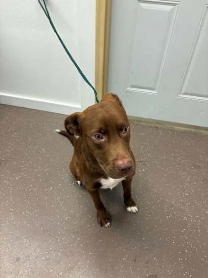 A baby large-sized male Labrador Retriever dog named Drew for adoption in South Bend, IN