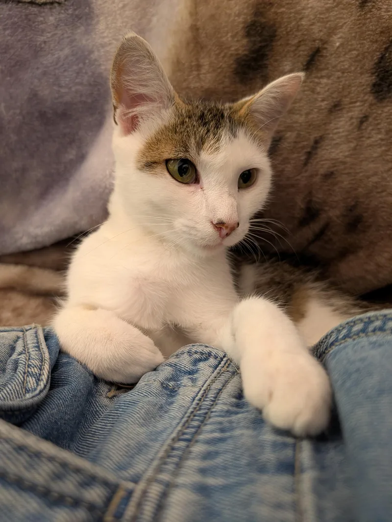 A young small-sized female Domestic Short Hair cat named Choopy for adoption in Rocky Ridge, MD