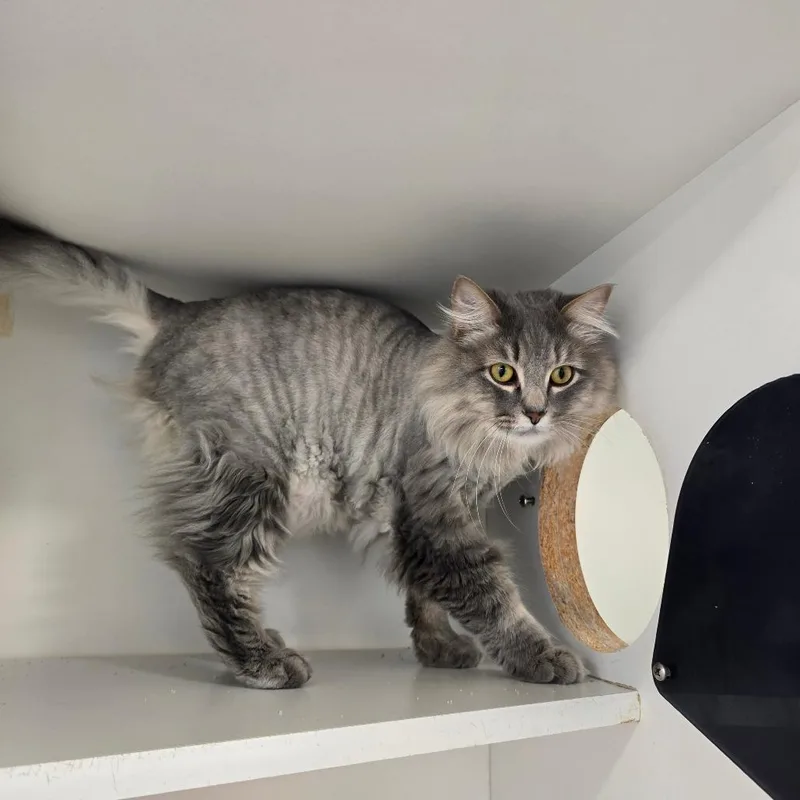An adult large-sized male Gray / Blue / Silver Domestic Long Hair cat named Tiny for adoption in Jasper, IN