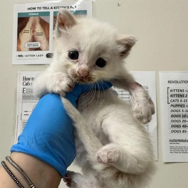 A baby small-sized male Domestic Short Hair cat named Sgt Edd for adoption in Naples, FL