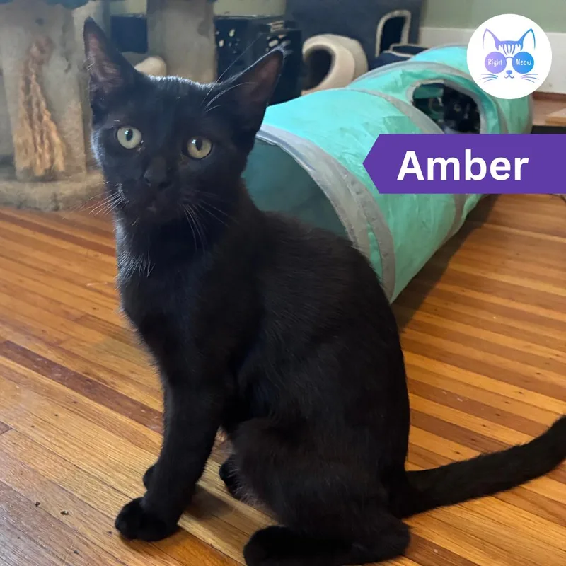 A young medium-sized female Black Domestic Short Hair cat named Amber for adoption in Penfield, NY