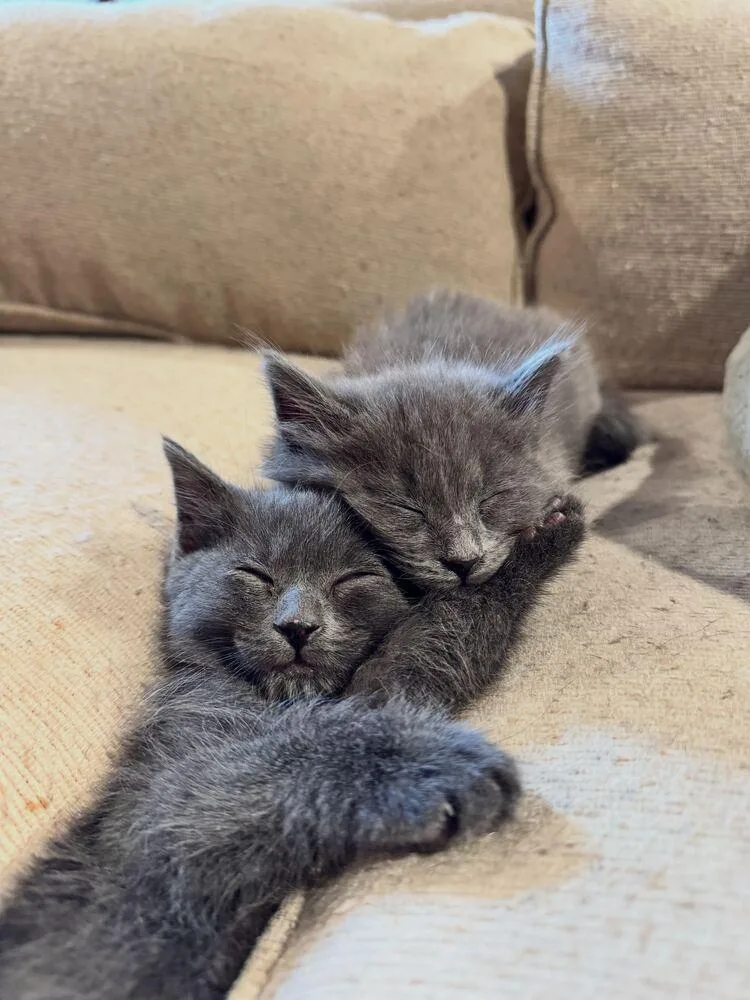 A baby small-sized male Gray / Blue / Silver Domestic Short Hair cat named Fork for adoption in Ferndale, MI