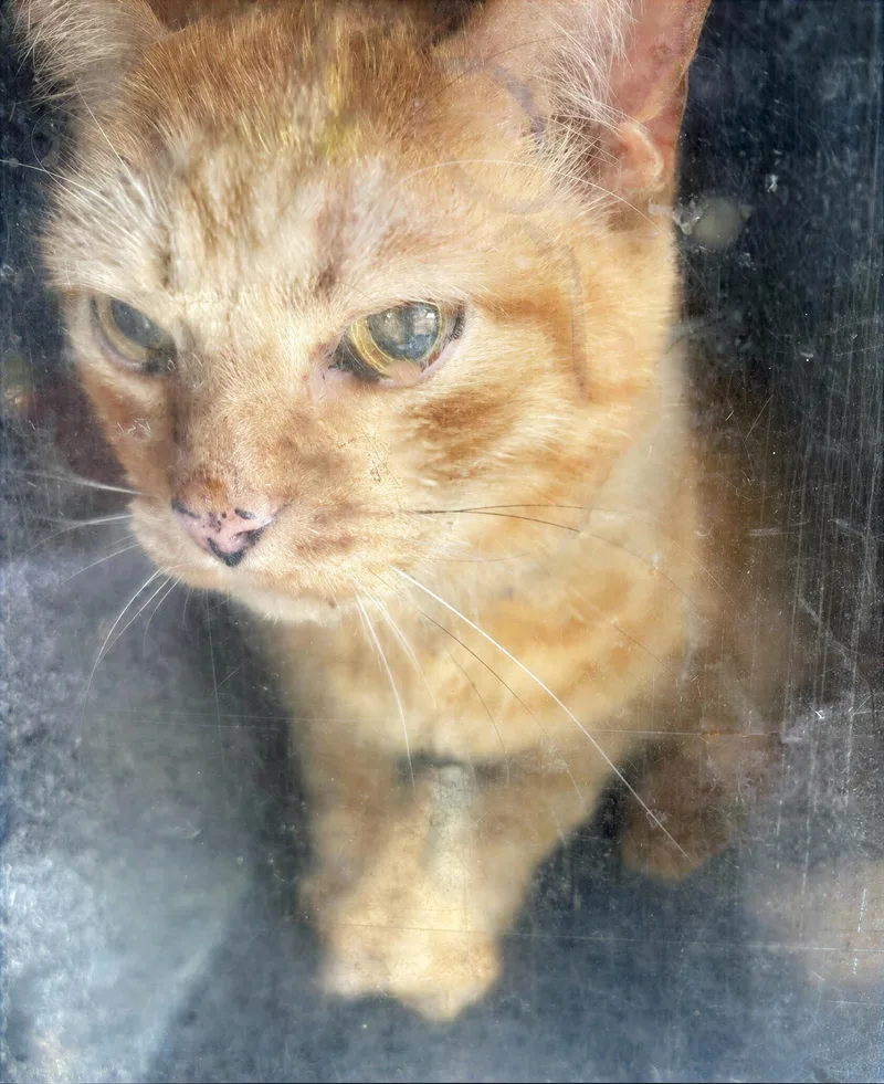 An adult medium-sized male Tabby (Orange / Red) Domestic Short Hair cat named Jack for adoption in Nashville, TN