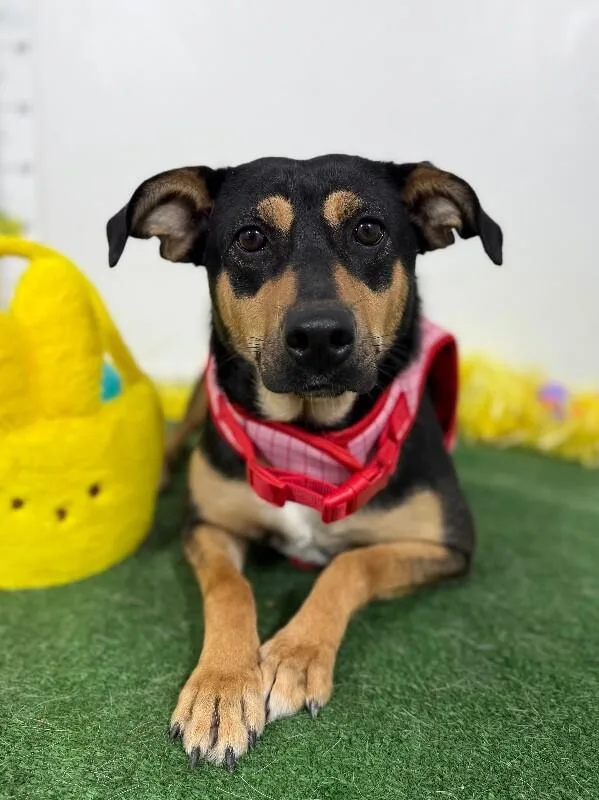 A young medium-sized female Black Rottweiler dog named Mellie for adoption in Carlsbad, CA