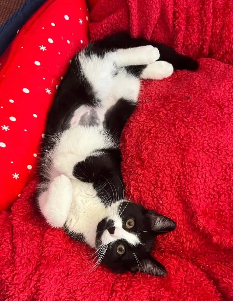 A baby medium-sized female Black & White / Tuxedo Domestic Short Hair cat named Cleo for adoption in Findlay, OH