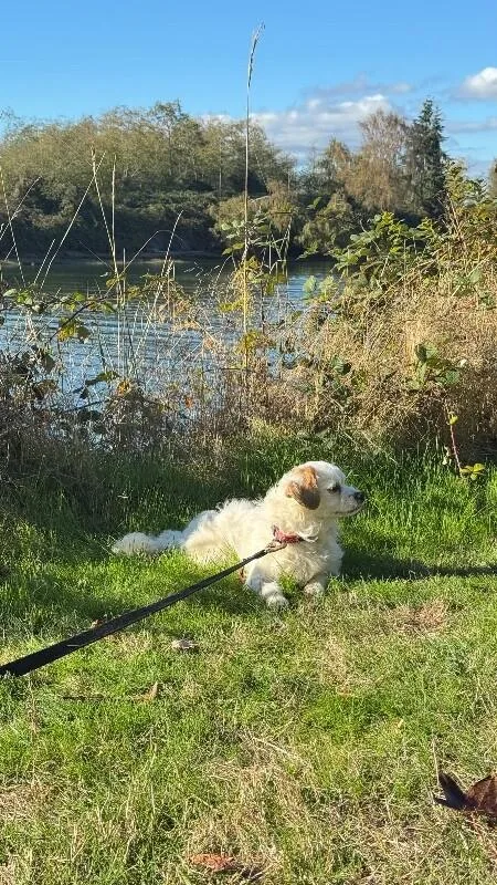 A young small-sized male Bichon Frise dog named Crumpet for adoption in Seattle, WA