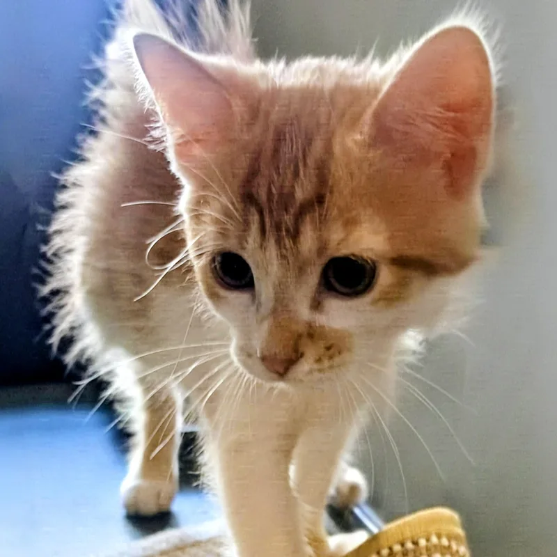 A baby medium-sized male Domestic Short Hair cat named Loki and Apollo for adoption in New Port Richey, FL